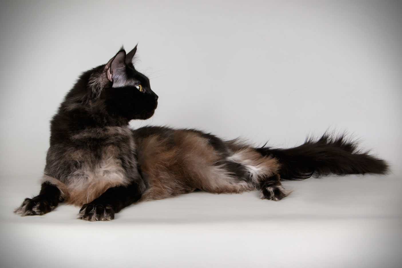 кот мейн-кун черный солид