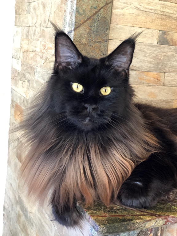 Maine Coon Meg 3