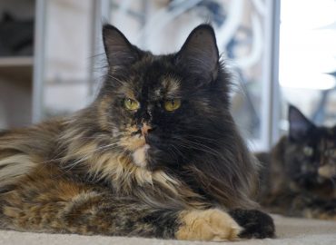 Maine Coon black tortoiseshell chintz cat