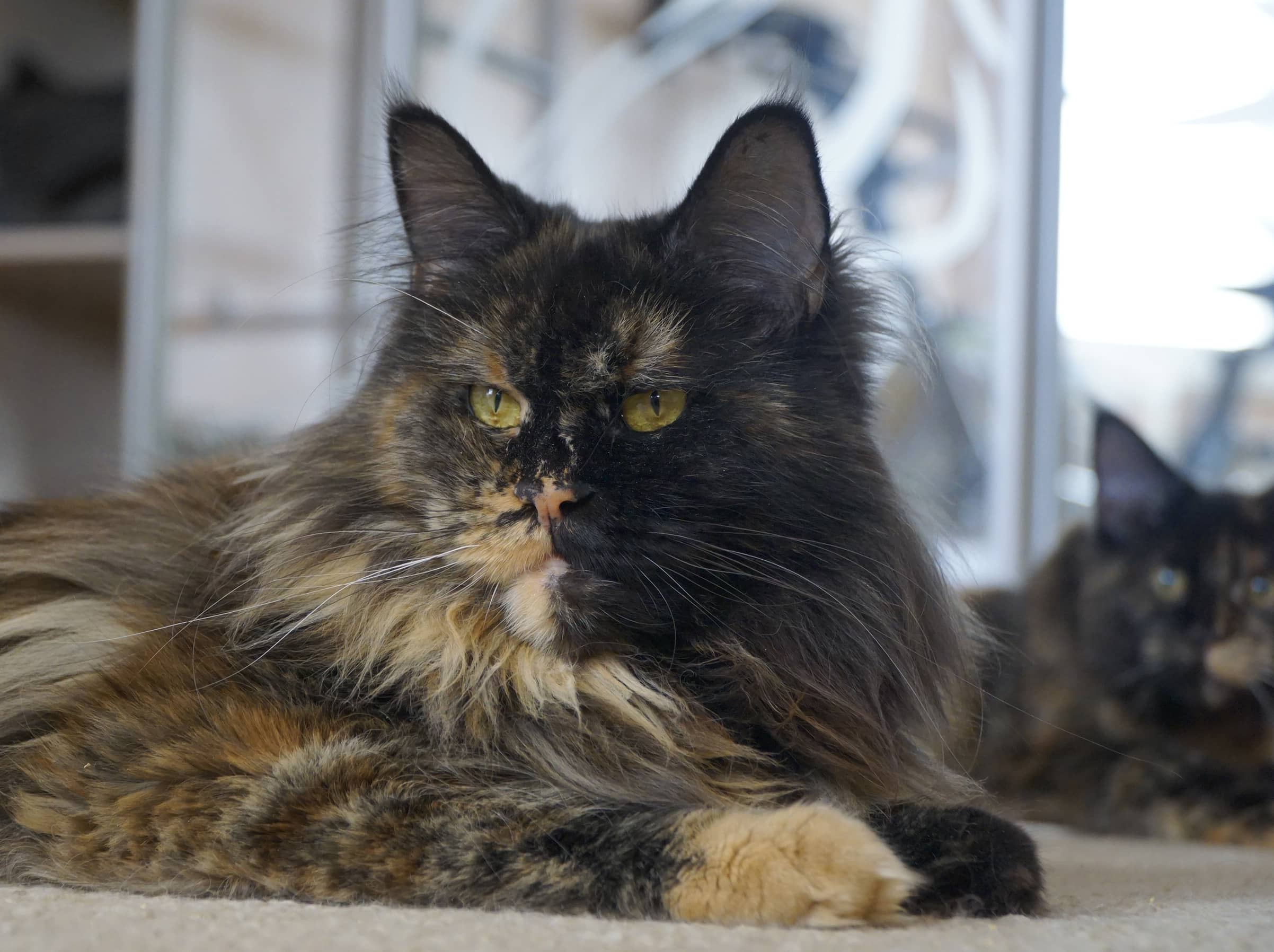 Maine Coon black tortoiseshell chintz cat