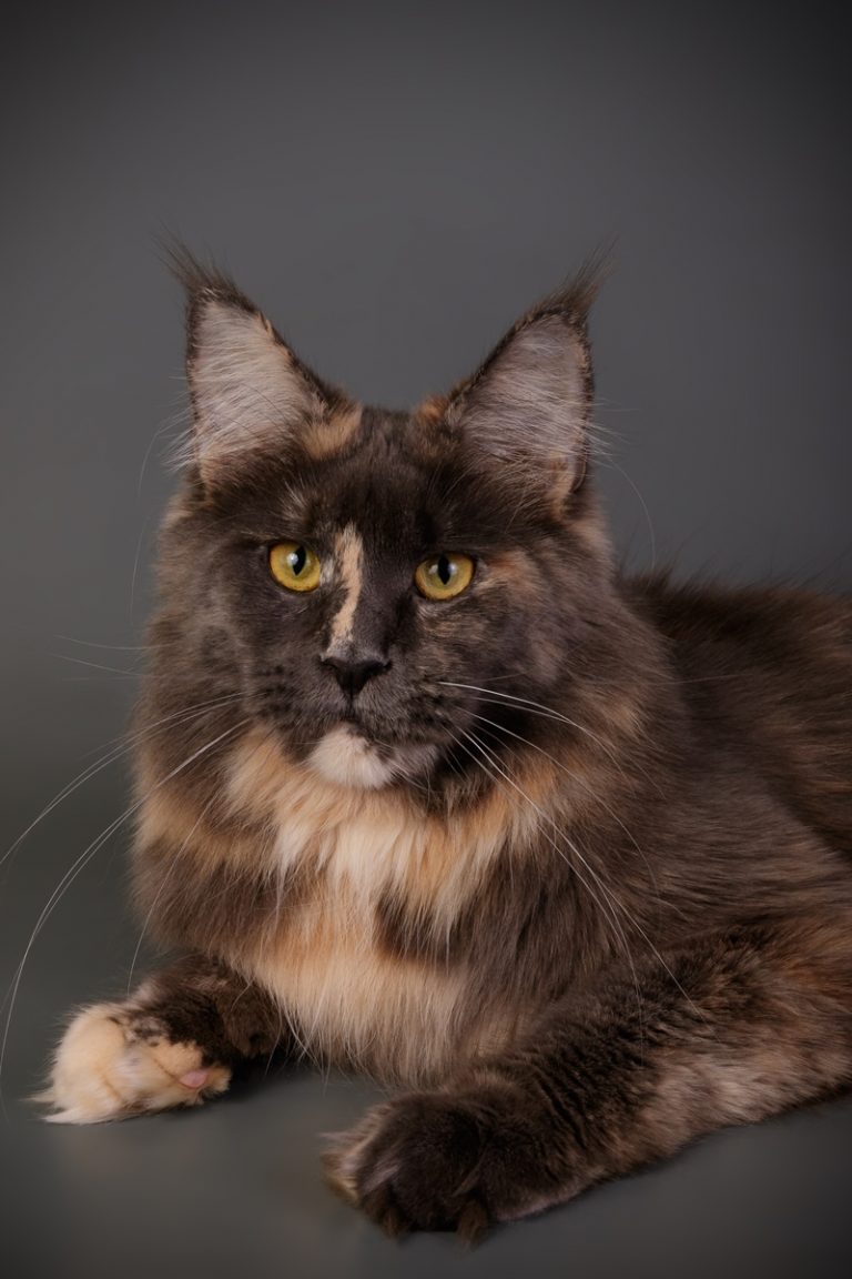Maine coon Madonna 1