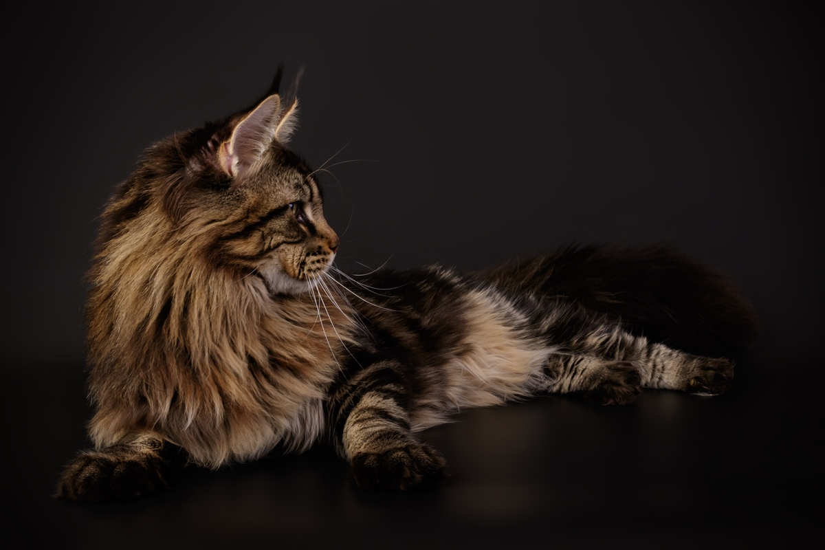 Maine coon Merkuri 4