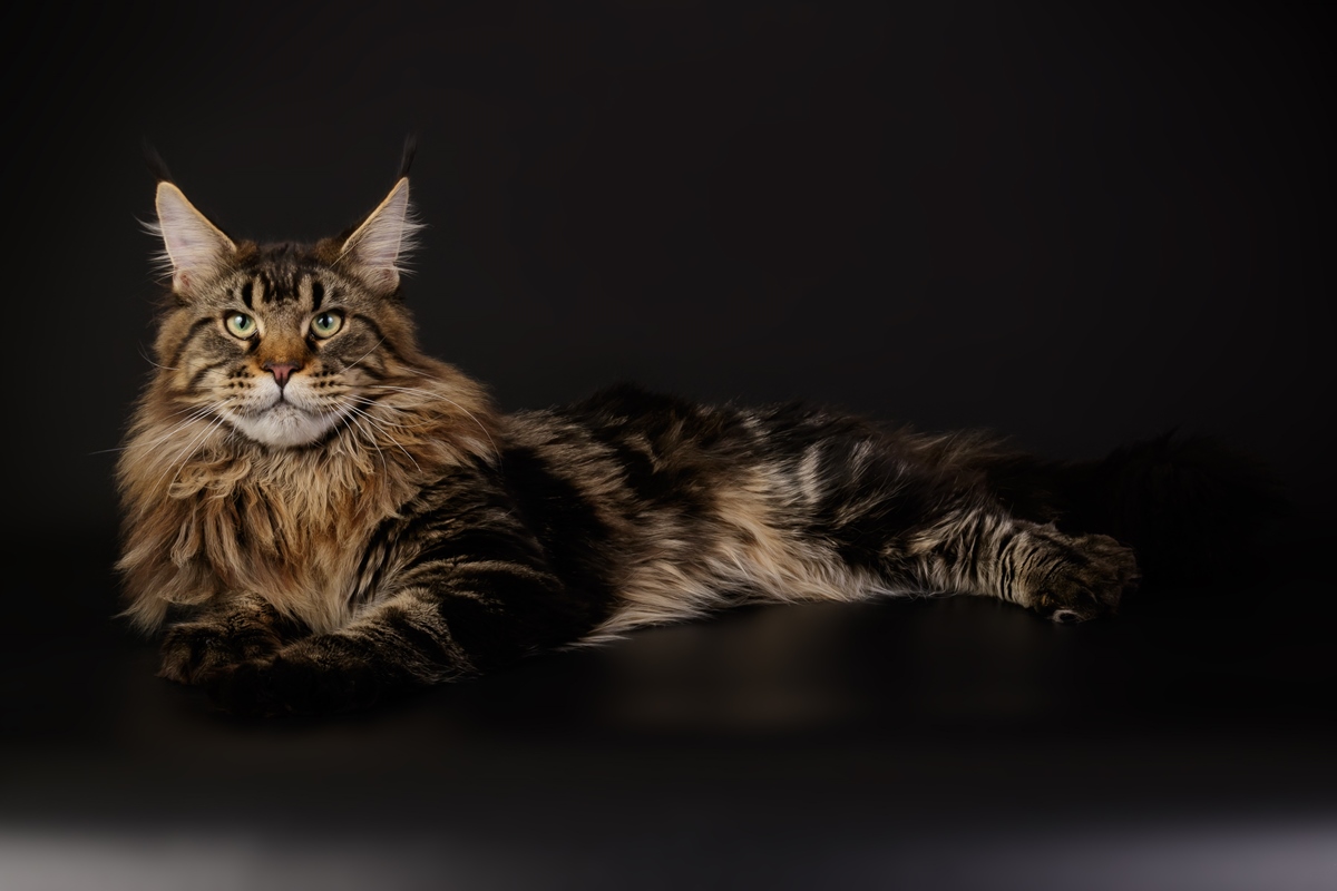 Maine coon Merkuri 3