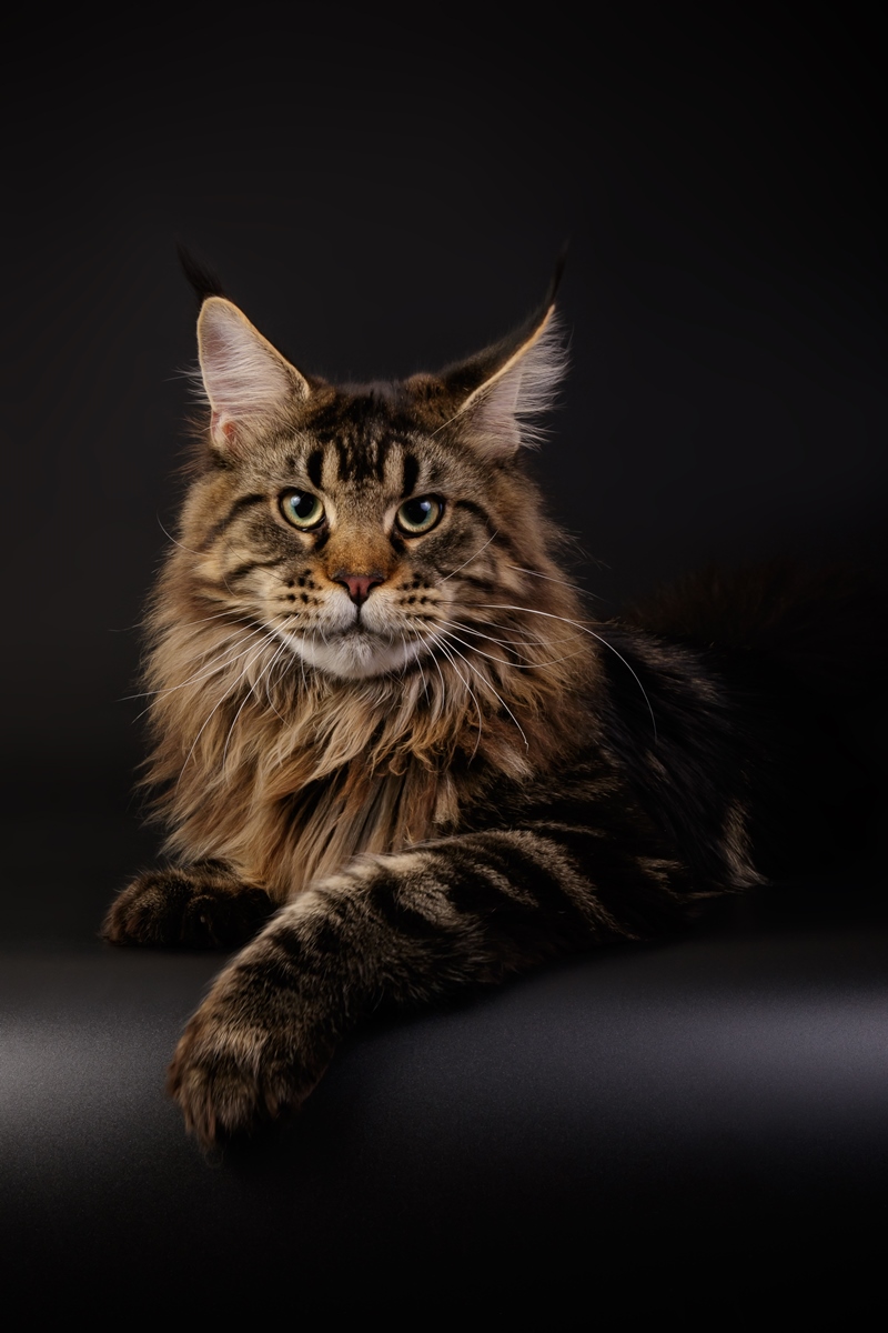 Maine coon Merkuri 1