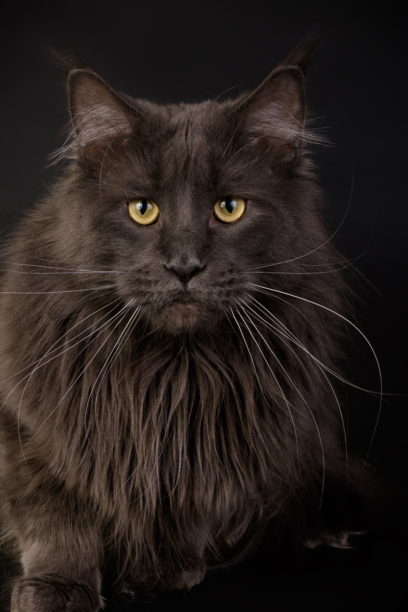 Maine coon Bruce 2