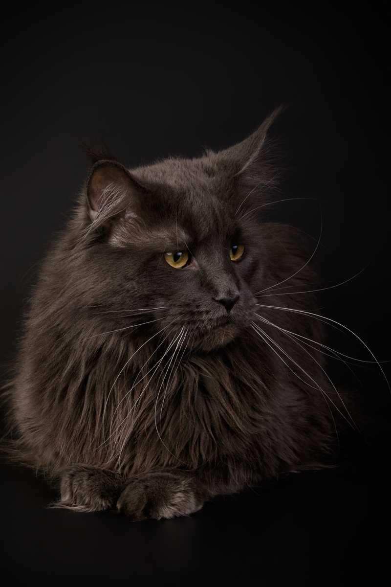Maine coon Bruce 3