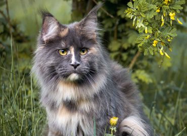 Maine Coon blue and cream tortoise coloration голубо-кремовая черепаха кошка Мейн Кун