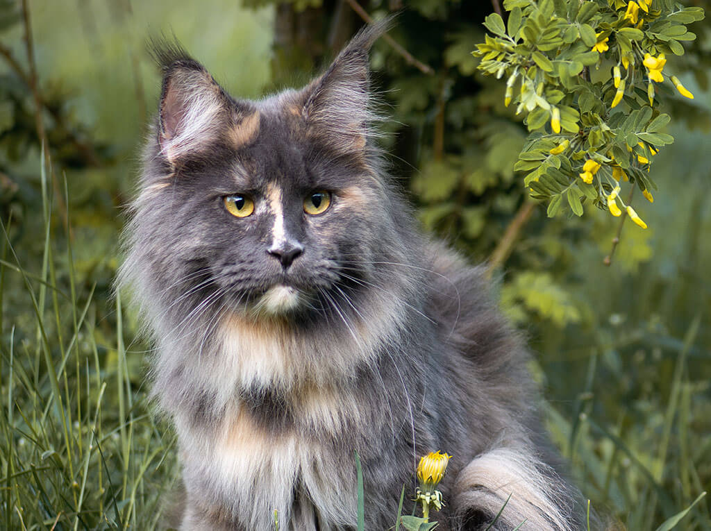 Maine Coon blue and cream tortoise coloration голубо-кремовая черепаха кошка Мейн Кун