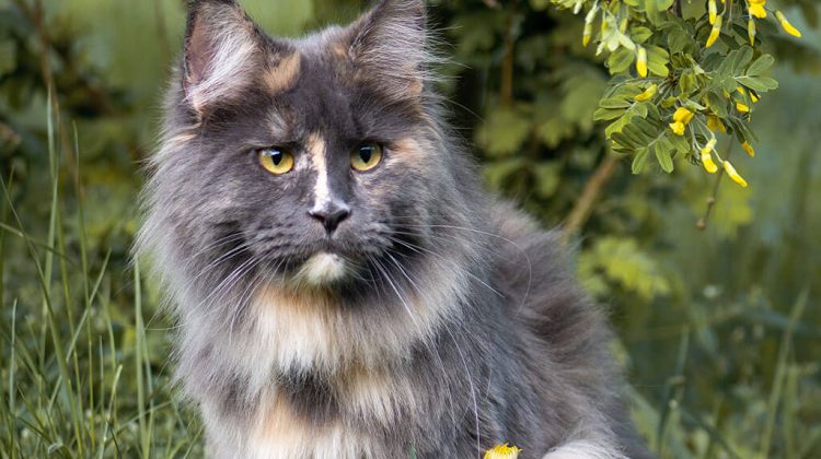 Мейн Кун голубая черепаха кошкаMaine Coon cat