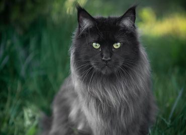 Maine Coon black solid