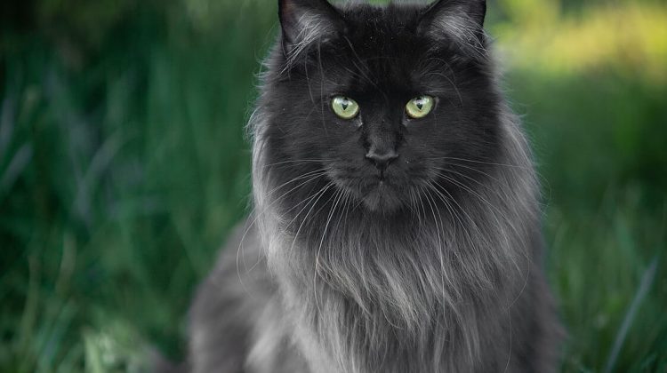 Maine Coon black solid