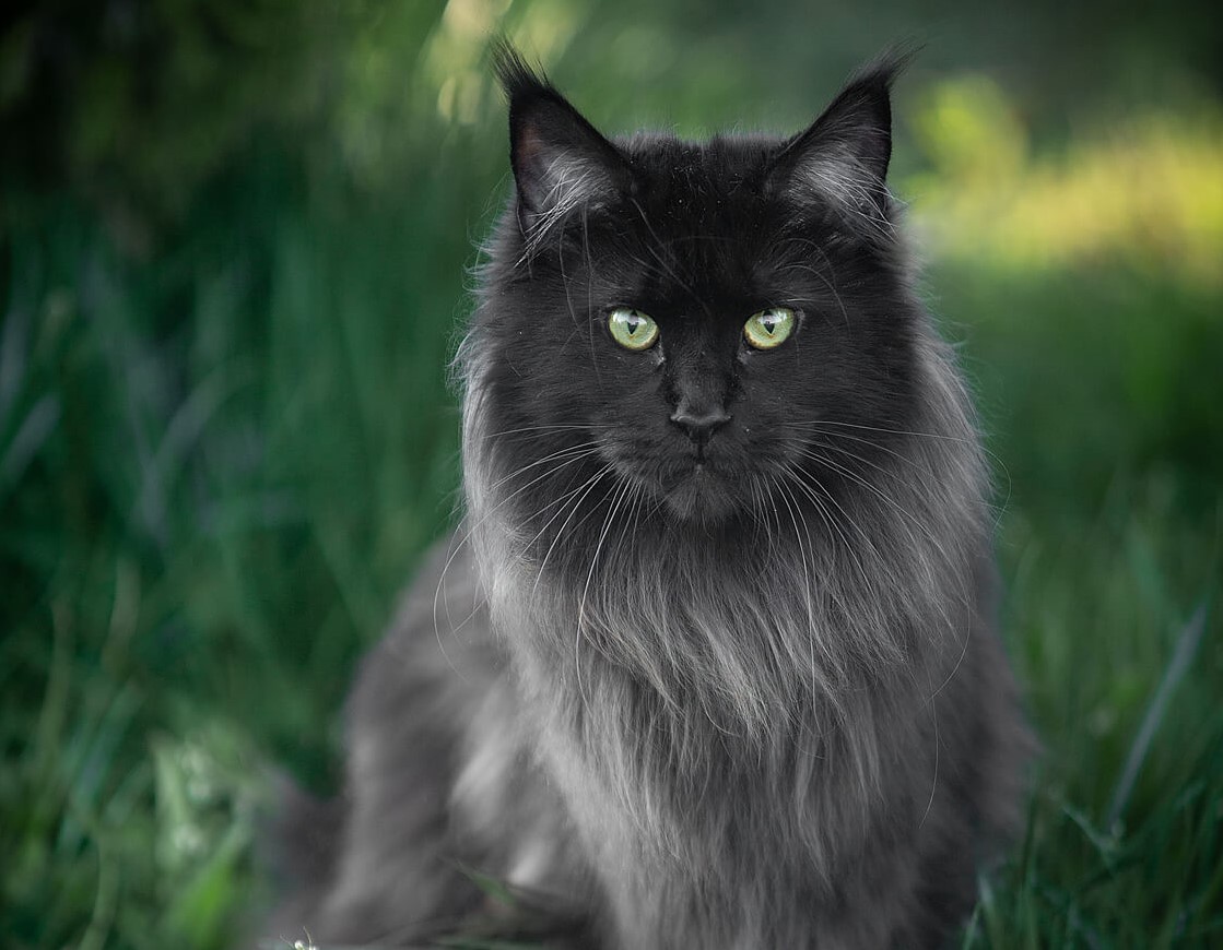 Maine Coon black solid