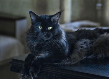 Maine Coon black