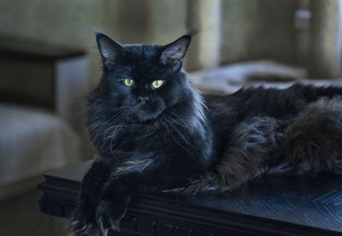 Maine Coon black Pospishil&Co Lord