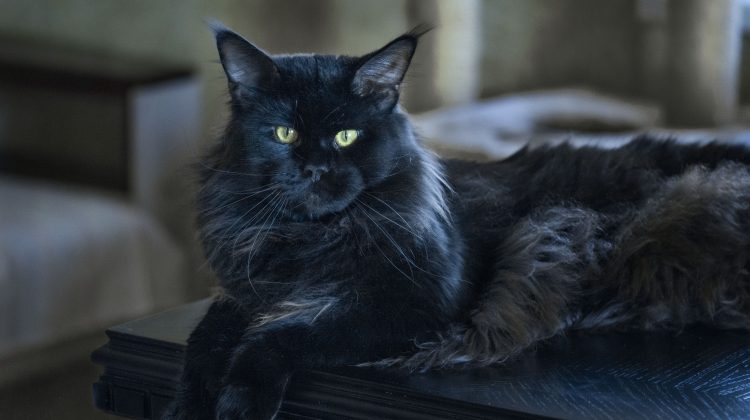 Maine Coon black