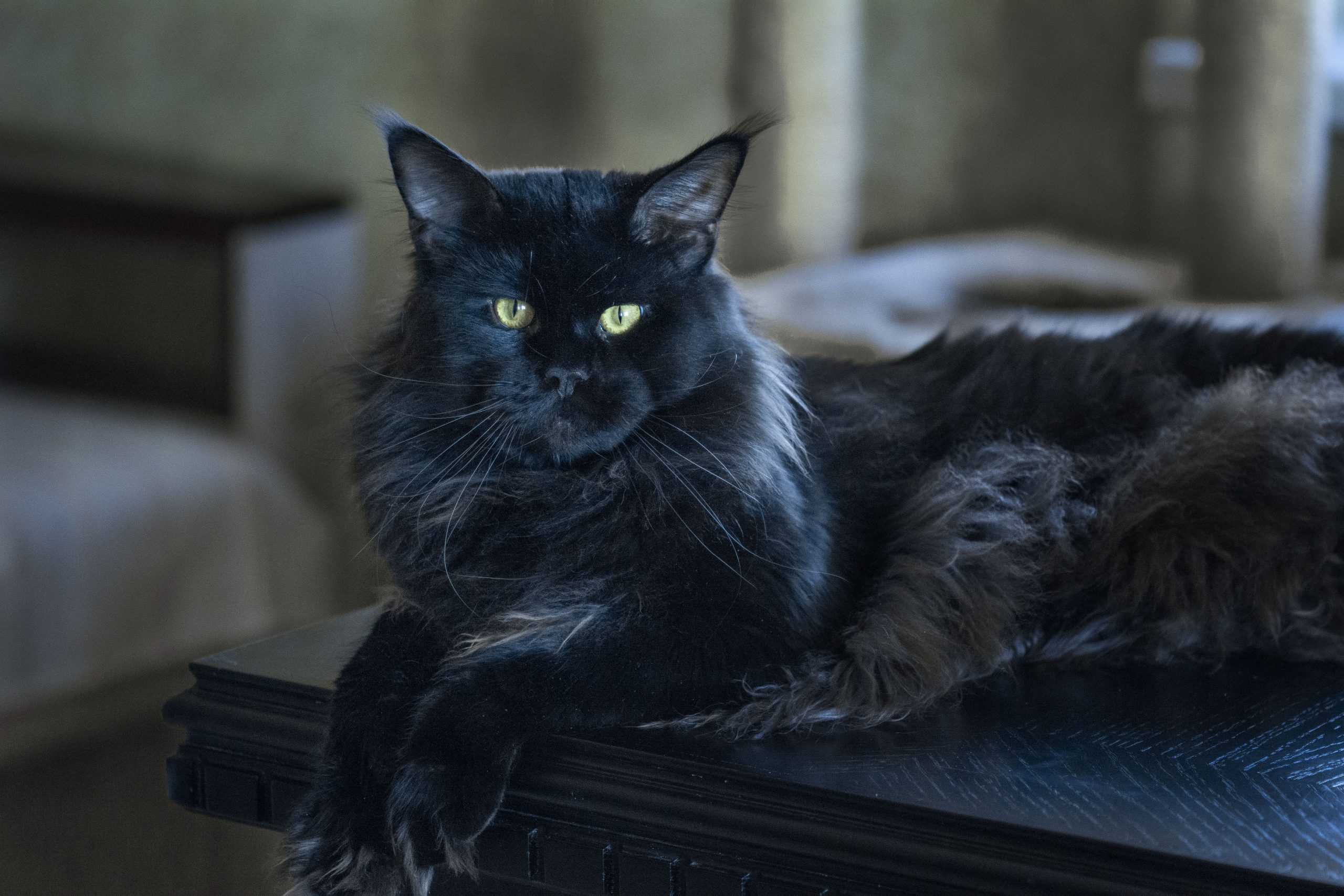 Maine Coon black