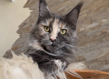 Maine Coon ns 25
