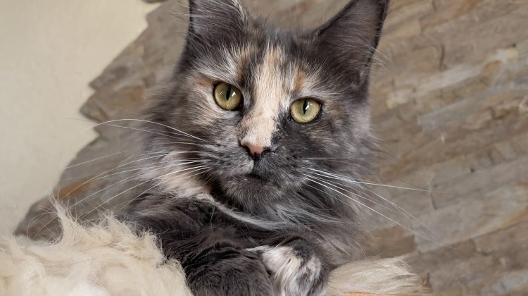 Maine Coon cat