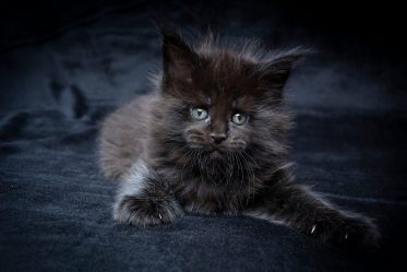 Maine Coon black