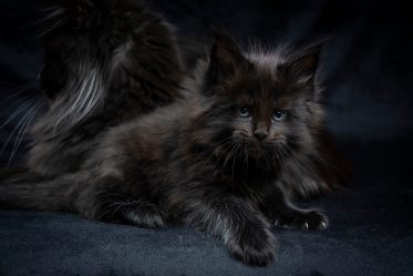black kitten Maine Coon
