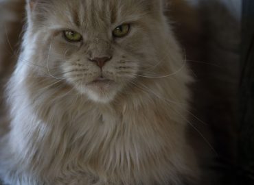 Maine Coon e