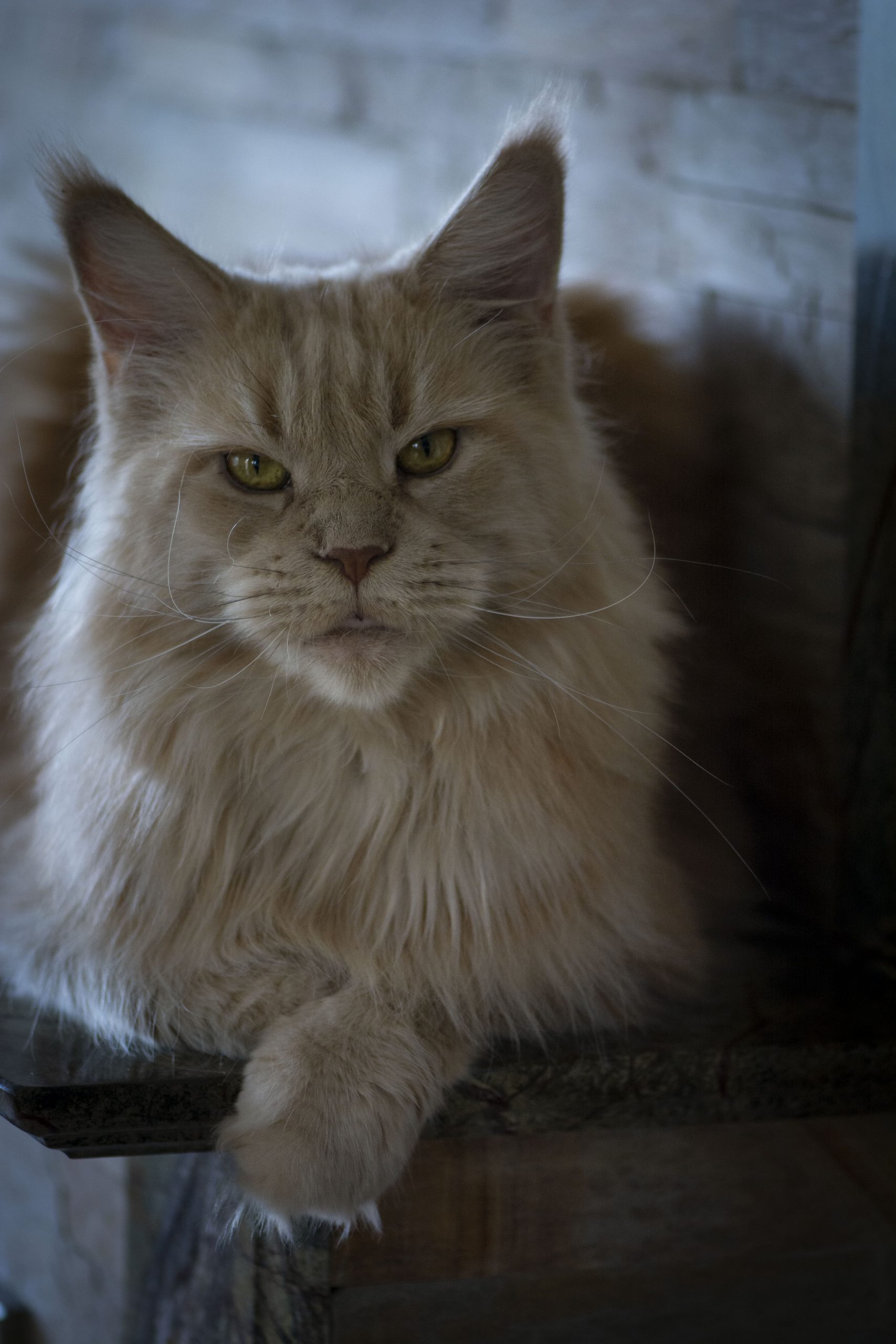 Maine Coon e