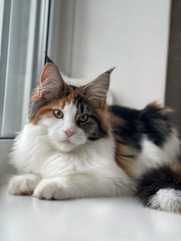 kitten Maine Coon